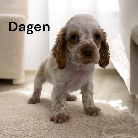 puppy, for, sale, Cocker Spaniel, Joe & Cherri  Overlease, dog, breeder, Miller, MO, dog-breeder, puppy-for-sale, forsale, nearby, find, puppyfind, locator, puppylocator, aca